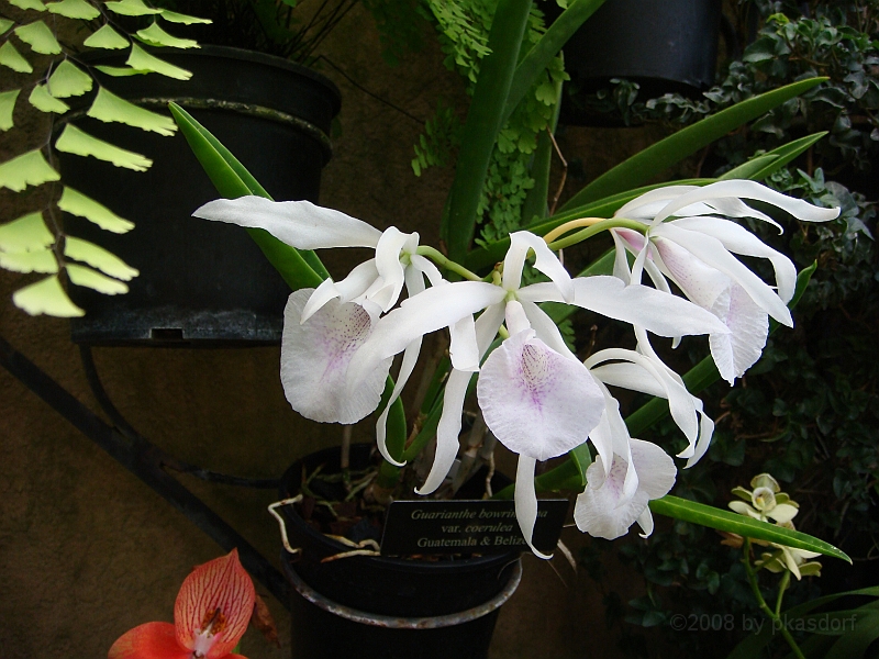 382 Longwood Gardens [2008 August 23].JPG - Longwood Gardens in Pennsylvania